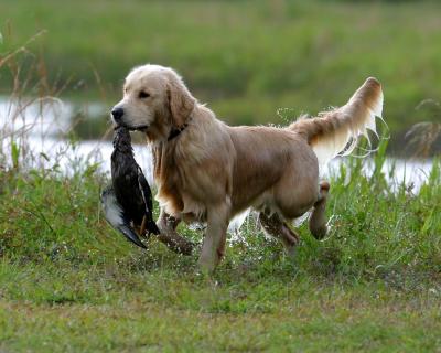 Port Arthur AKC JH Test 051