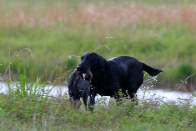 Port Arthur AKC JH Test 061