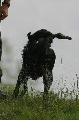 Port Arthur AKC JH Test 063