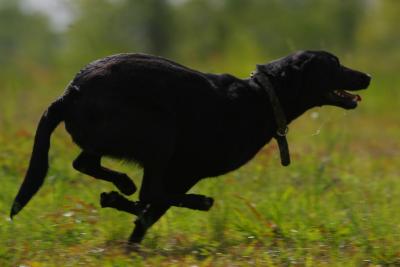 Port Arthur AKC JH Test 073