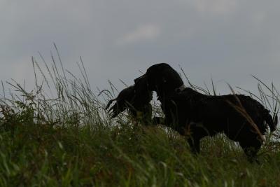 Port Arthur AKC JH Test 07