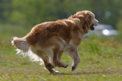 Port Arthur AKC JH Test 078