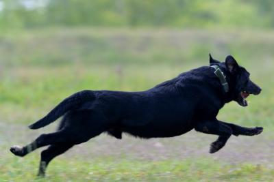 Port Arthur AKC JH Test 087