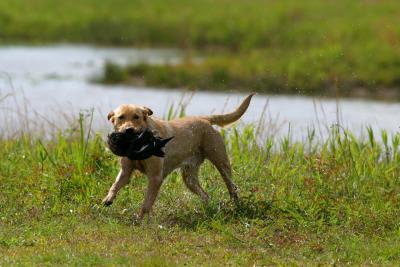 Port Arthur AKC JH Test 093