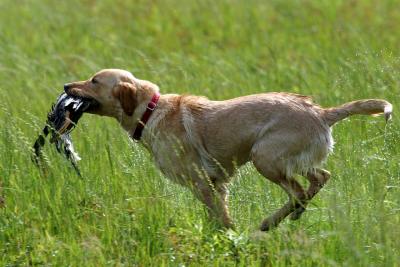 Port Arthur AKC JH Test 096