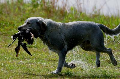 Port Arthur AKC JH Test 100