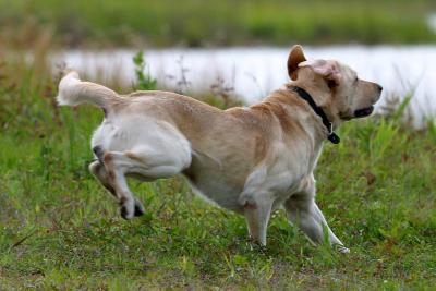 Port Arthur AKC JH Test 103