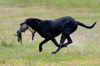 Port Arthur AKC JH Test 106