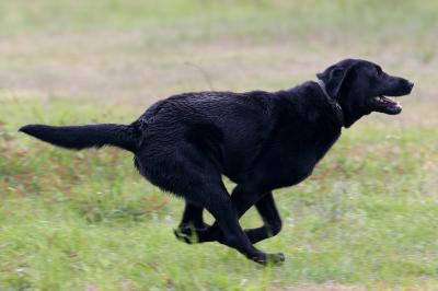 Port Arthur AKC JH Test 108