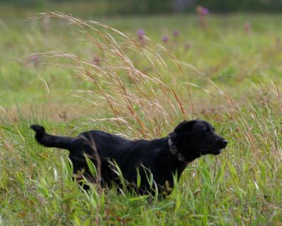 Port Arthur AKC JH Test 121