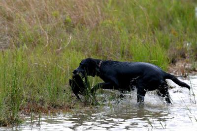 Port Arthur AKC JH Test 122