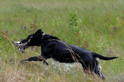 Port Arthur AKC JH Test 126