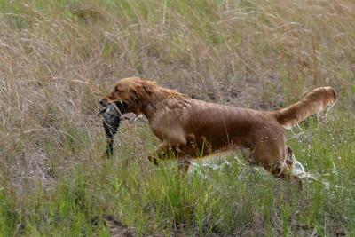 Port Arthur AKC JH Test 132