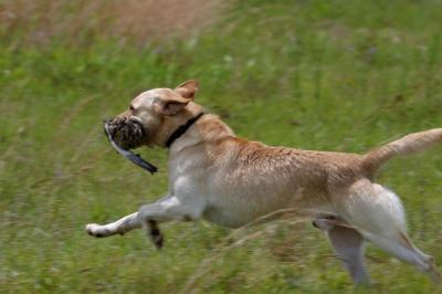 Port Arthur AKC JH Test 162