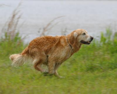 Port Arthur AKC JH Test 178