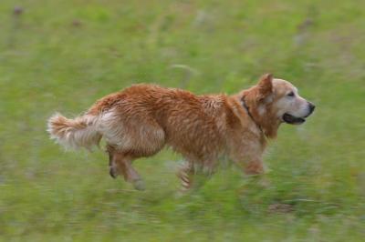 Port Arthur AKC JH Test 179