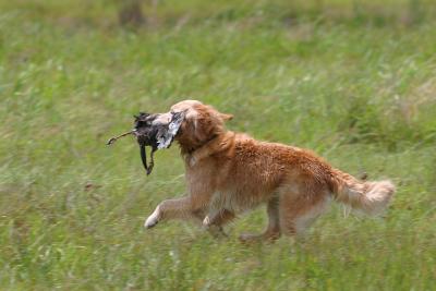 Port Arthur AKC JH Test 183