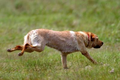 Port Arthur AKC JH Test 192