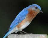 Bluebird Closeup