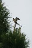 Siccor-Tailed Flycatcher II