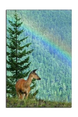 Rainbow & Deer  Olumpic National Park