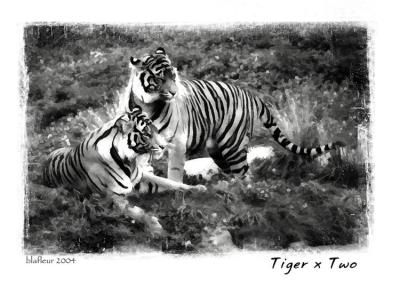 Tiger x Two in B&W