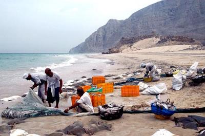 Fishermen with their catch near Bukha, Oman