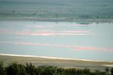 Lake Elmenteita covered with thousands of flamingos