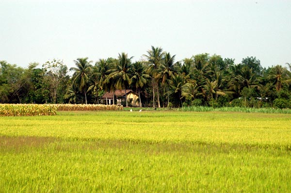 Rice fields
