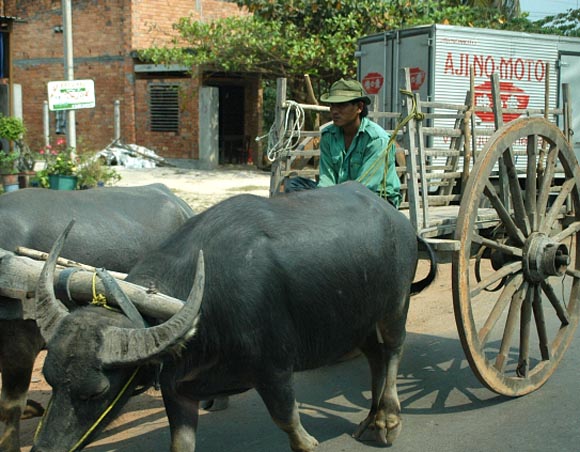 Water buffalo pulling a cart