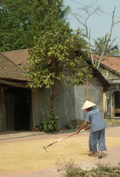 Drying Rice