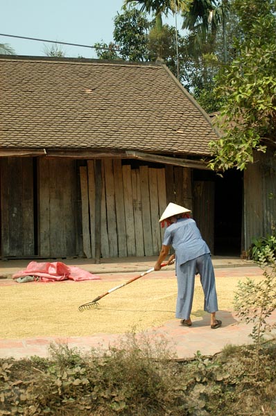 Drying Rice