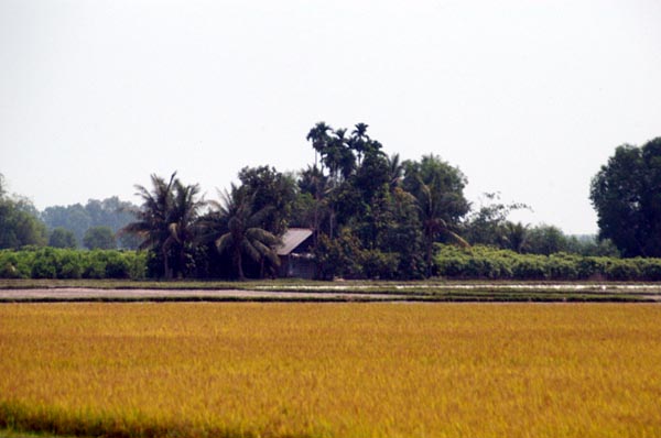 Rice fields NW of Saigon