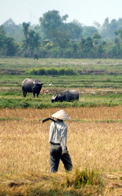 Farmer and water buffalo