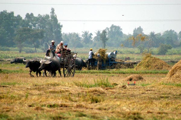 Buffalo cart