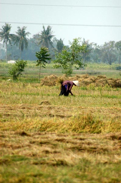 Rice harvest