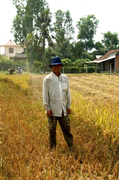 Farmer in rice field being harvested