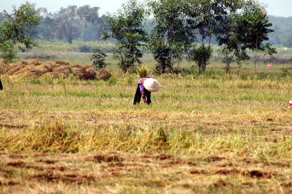 Rice is harvested twice a year here, 3 times in the Mekong Delta
