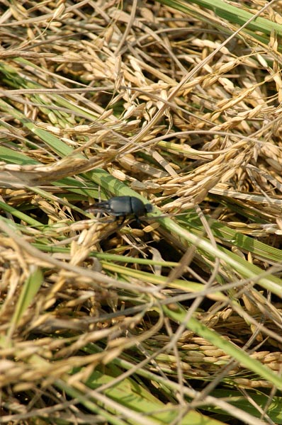 Freshly cut rice