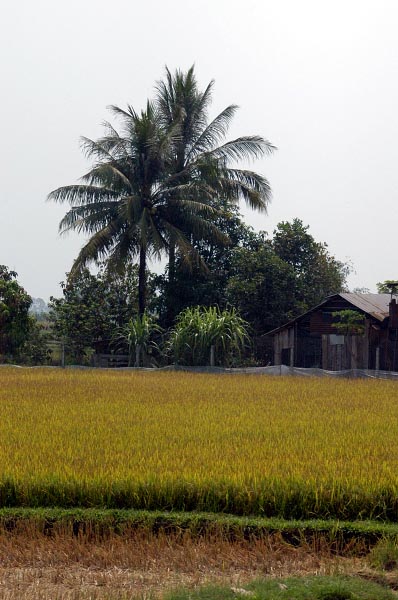 Rice fields