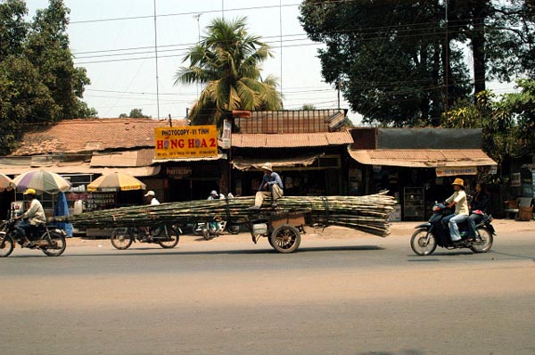 Transporting freshly cut bamboo