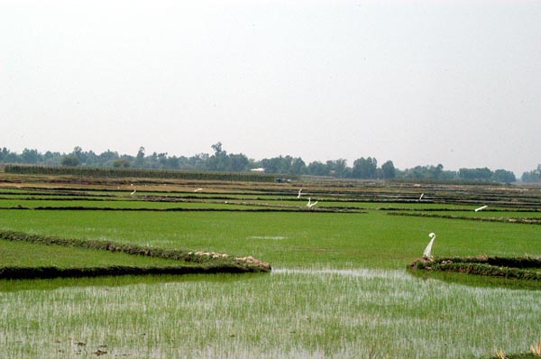 Flooded rice paddies
