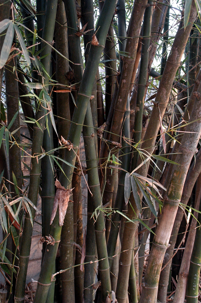 Bamboo at Cu Chi