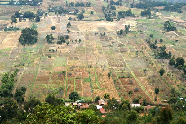 Small farms in the Kenyan Highlands