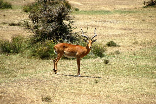 Impala, Lake Naivasha