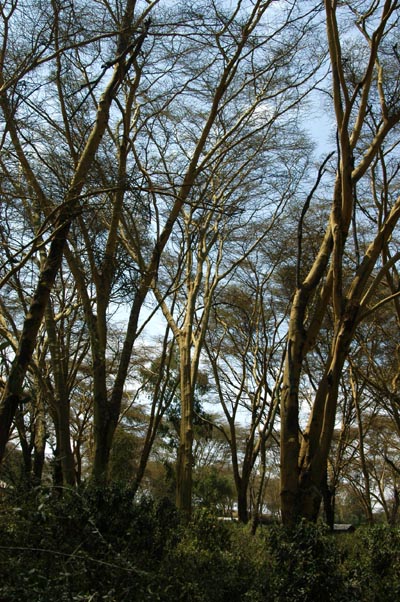 Tall trees around Lake Naivasha