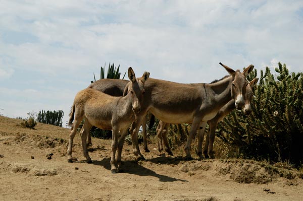 Donkeys, Lake Naivasha