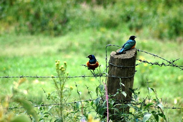 Superb Starlings