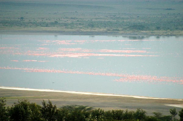 Lake Elmenteita covered with thousands of flamingos