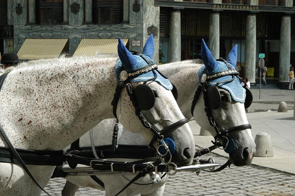 Horses at the Hofburg